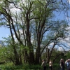 Pterocarya fraxinifolia - Caucasian wingnut - Pterocarya fraxinifolia