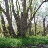 Pterocarya fraxinifolia - Caucasian wingnut - Pterocarya fraxinifolia