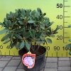 Silberwolke - Рододендрон Якушиманский - Silberwolke - Rhododendron yakushimanum