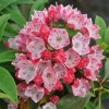 Mountain Laurel  'Ostbo Red' - Kalmia latifolia 'Ostbo Red'