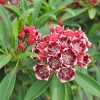 Mountain Laurel  'Ostbo Red' - Kalmia latifolia 'Ostbo Red'