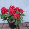 Red Impulse - Rhododendron hybrid - Red Impulse - Rhododendron hybridum