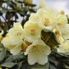 Flava - różanecznik jakuszimański - Flava - Rhododendron yakushimanum