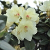 Flava - różanecznik jakuszimański - Flava - Rhododendron yakushimanum