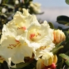 Flava - różanecznik jakuszimański - Flava - Rhododendron yakushimanum