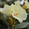 Flava - różanecznik jakuszimański - Flava - Rhododendron yakushimanum