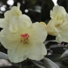 Flava - różanecznik jakuszimański - Flava - Rhododendron yakushimanum