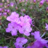 alpinum - Kyushu Azalea; Japanese Azalea - alpinum - Rhododendron; Azalea japonica; Azalea japonica Kiusianum