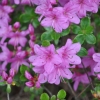 alpinum - Kyushu Azalea; Japanese Azalea - alpinum - Rhododendron; Azalea japonica; Azalea japonica Kiusianum