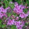 alpinum - Kyushu Azalea; Japanese Azalea - alpinum - Rhododendron; Azalea japonica; Azalea japonica Kiusianum