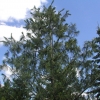 Pinus wallichiana -  Himalayan Blue Pine - Pinus wallichiana ;  Pinus griffithii