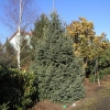 Picea asperata - świerk chiński	 ; świerk gruboigłowy - Picea asperata