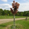 Acer platanoides 'Holata' - Norway maple - Acer platanoides 'Holata'