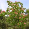 Aesculus  xcarnea 'Briotii' - Red horse-chestnut - Aesculus  xcarnea 'Briotii'  ; Aesculus hippocastanum  x Aesculus pavia ; Aesculus rubicunda