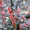 Berberis thunbergii 'Dart's Red Lady'- Japanese Barberry - Berberis thunbergii 'Darts Red Lady'