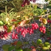 Berberis koreana 'Red Tears' -berberys koreański - Berberis koreana 'Red Tears'