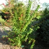 Berberis koreana 'Red Tears' -berberys koreański - Berberis koreana 'Red Tears'