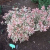 Weigela florida 'Monet' PBR- krzewuszka cudowna - Weigela florida 'Monet'