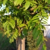 Pterocarya fraxinifolia - Caucasian wingnut - Pterocarya fraxinifolia