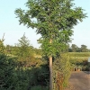 Pterocarya fraxinifolia - Caucasian wingnut - Pterocarya fraxinifolia