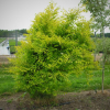 Ulmus pumila  'Aurea' - Siberian elm - Ulmus pumila  'Aurea'