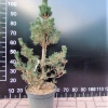 Pinus thunbergii 'Kotobuki' - sosna Thunberga - Pinus thunbergii 'Kotobuki'