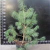 Pinus wallichiana -  Himalayan Blue Pine - Pinus wallichiana ;  Pinus griffithii