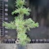 Pinus cembra var. sibirica - Zirbelkiefer - Pinus cembra var. sibirica ; Pinus  sibirica