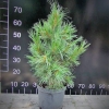 Pinus cembra- Swiss stone pine - Pinus cembra