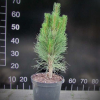 Pinus nigra 'Green Tower' - sosna czarna - Pinus nigra 'Green Tower'