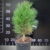 Pinus nigra 'Obelisk' - Austrian pine - Pinus nigra 'Obelisk'