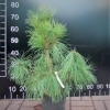 Pinus wallichiana -  Himalayan Blue Pine - Pinus wallichiana ;  Pinus griffithii