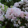 Gigi - Japanese azalea - Gigi - Rhododendron ; azalea