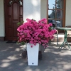 Anne Frank - Japanese azalea - Anne Frank - Rhododendron