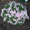 Gigi - Japanese azalea - Gigi - Rhododendron ; azalea