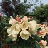 Flava - różanecznik jakuszimański - Flava - Rhododendron yakushimanum