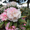 King's Ride - Rhododendron yakushimanum - King's Ride - Rhododendron yakushimanum