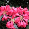 Parsifal- Rhododendron hybrid - Parsifal - Rhododendron hybridum