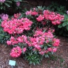 Parsifal- Rhododendron hybrid - Parsifal - Rhododendron hybridum