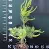 Pinus contorta 'Anna Aurea' - Shore Pine ; Beach Pine - Pinus contorta 'Anna Aurea'