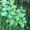 Rhododendron orbiculare x platypodum - Rhododendron orbiculare x platypodum