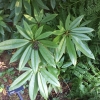 Rhododendron pachysanthum - Rhododendron pachysanthum