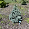 Picea pungens 'Mecky' - Stech-Fichte ; Blaufichte - Picea pungens 'Mecky'