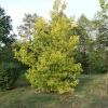 Acer negundo 'Auratum' - klon jesionolistny - Acer negundo 'Auratum' ; Acer negundo  var odessanum