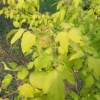 Acer negundo 'Auratum' - klon jesionolistny - Acer negundo 'Auratum' ; Acer negundo  var odessanum