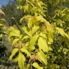 Acer negundo 'Auratum' - klon jesionolistny - Acer negundo 'Auratum' ; Acer negundo  var odessanum