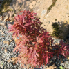 Acer palmatum 'Shaina'  - Japanese maple - Acer palmatum 'Shaina'