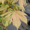 Acer pseudoplatanus 'Esk Sunset' - Sycamore Maple - Acer pseudoplatanus 'Esk Sunset'