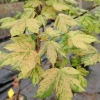 Acer pseudoplatanus 'Esk Sunset' - Sycamore Maple - Acer pseudoplatanus 'Esk Sunset'