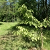 Carpinus betulus Foliis Argenteomarginata  - European Hornbeam ; Common Hornbeam - Carpinus betulus Foliis Argenteomarginata